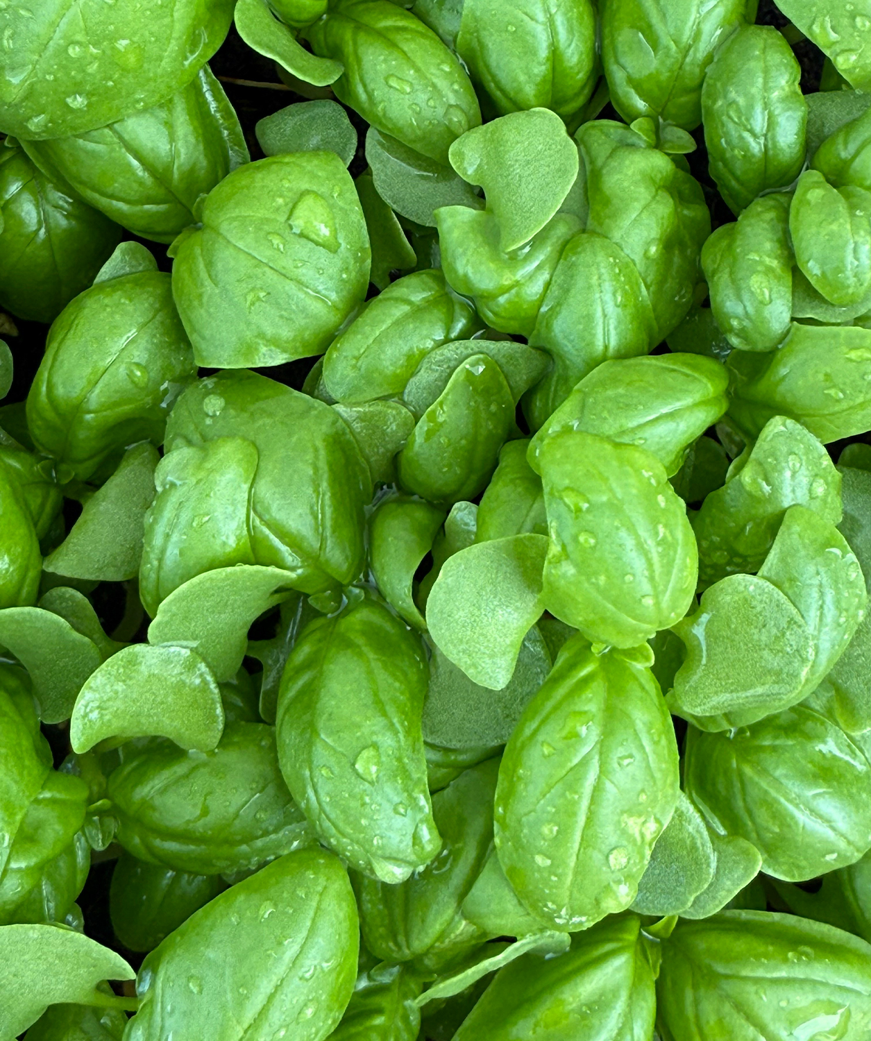 Bio-Basilikum in höchster Qualität – schonend getrocknet für volles Aroma, ideal für mediterrane Gerichte und frische Würze.